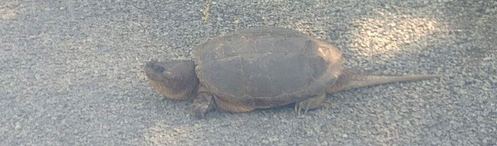 Cool Programs and Utilities to help you tame Windows 10 and 11